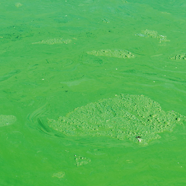 Chelat -Agenten und Umweltauswirkungen: Ein genauerer Blick auf EDTA, NTA und STPP