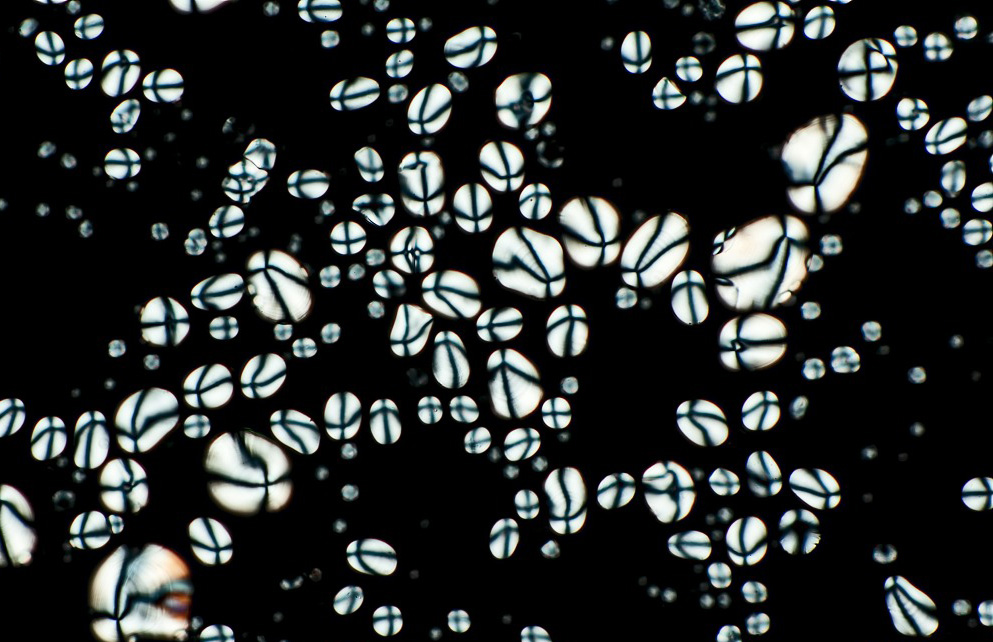 Modifikation der Kartoffelst&auml;rke